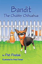 Bandit the Chubby Chihuahua